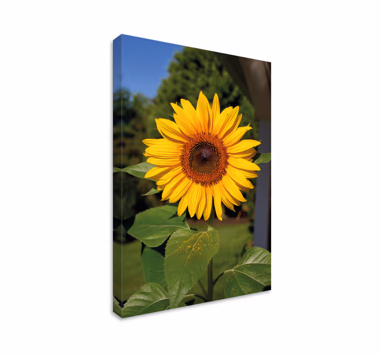 Auringonkukka vihreällä pohjalla canvas taulu kukka - Tenstickers