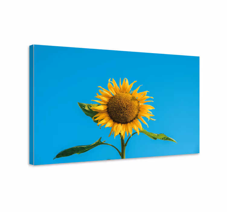 Auringonkukka sinisellä canvas taulu kukka - Tenstickers