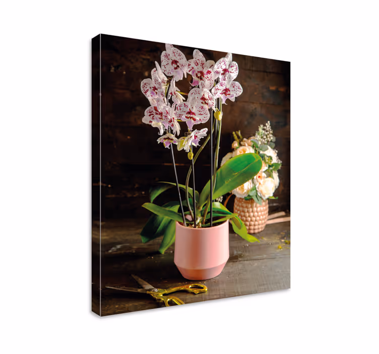 Orkidea kukka ruukussa canvas taulu kukka - Tenstickers