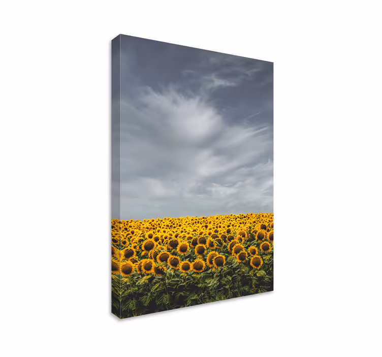 Auringonkukkakenttä kukka ja kasvi canvas taulu - Tenstickers