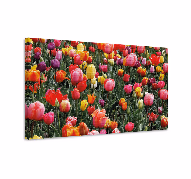 Värikkäät tulppaanikukat canvas-tauluna - Tenstickers