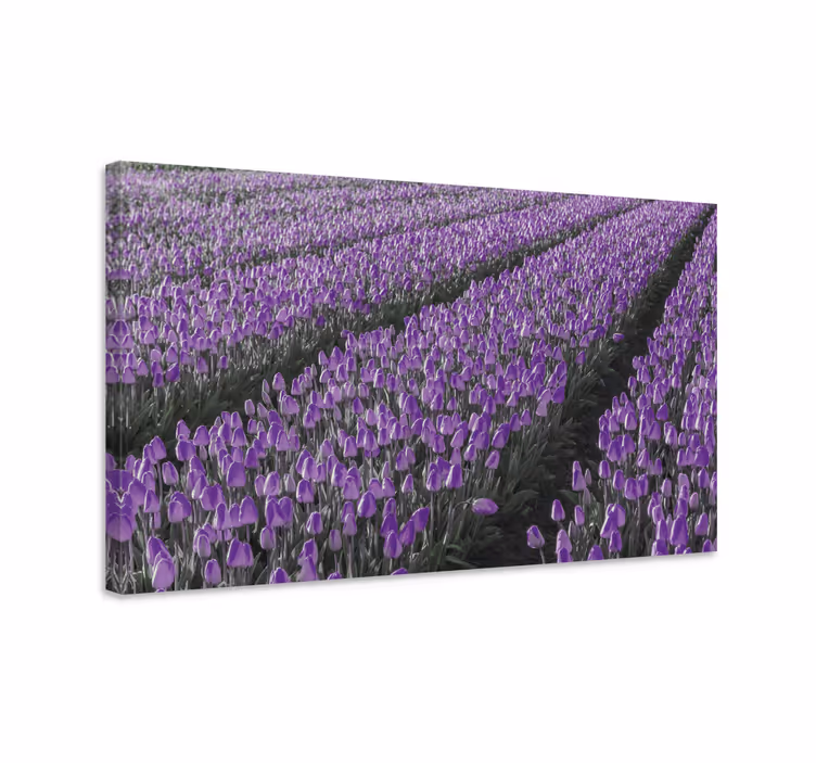 Purppuratulppanipeltokukkajakasvicanvastaulu - Tenstickers