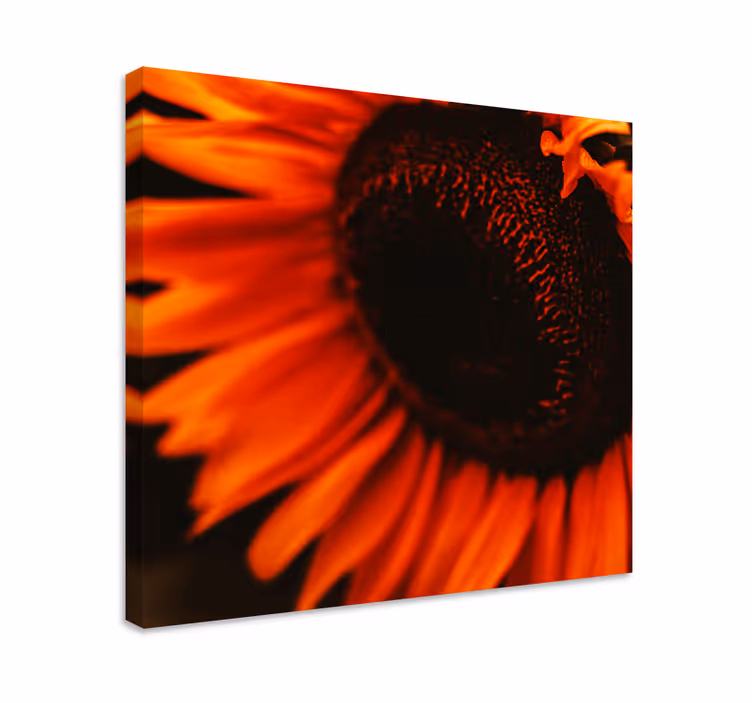 Säteilevä auringonkukan kukinta kukka ja kasvi canvas taulu - Tenstickers