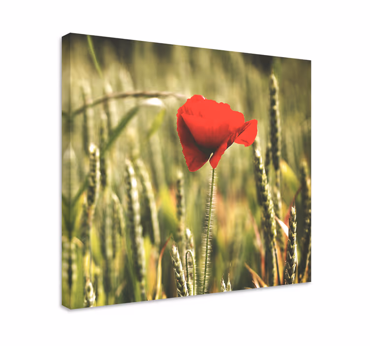 Yksi unikko vehnällä canvas taulu kukka - Tenstickers