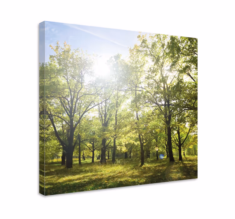 Kirkas metsä auringossa canvas taulu maisema - Tenstickers