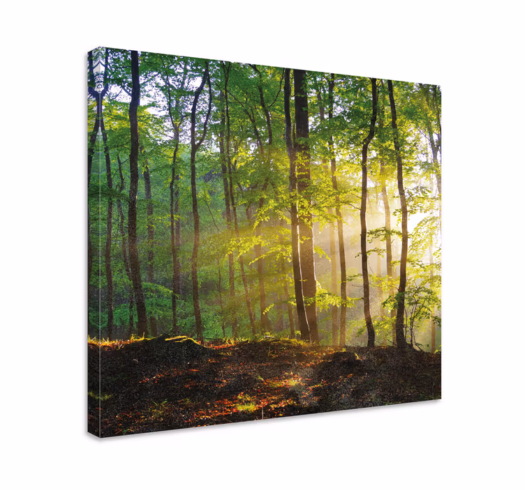 Metsä kävellä auringossa canvas taulu maisema - Tenstickers
