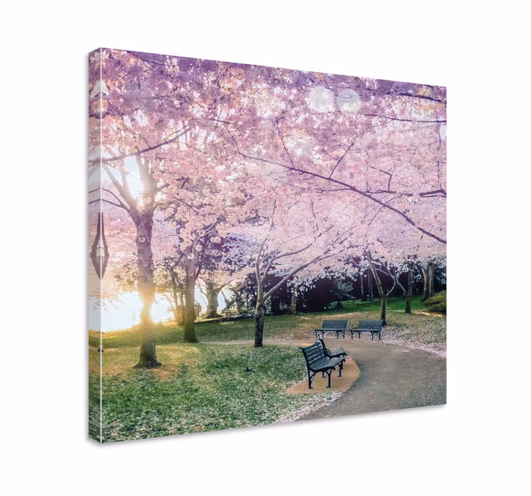 Kirsikkapuun kukkatie canvas taulu - Tenstickers
