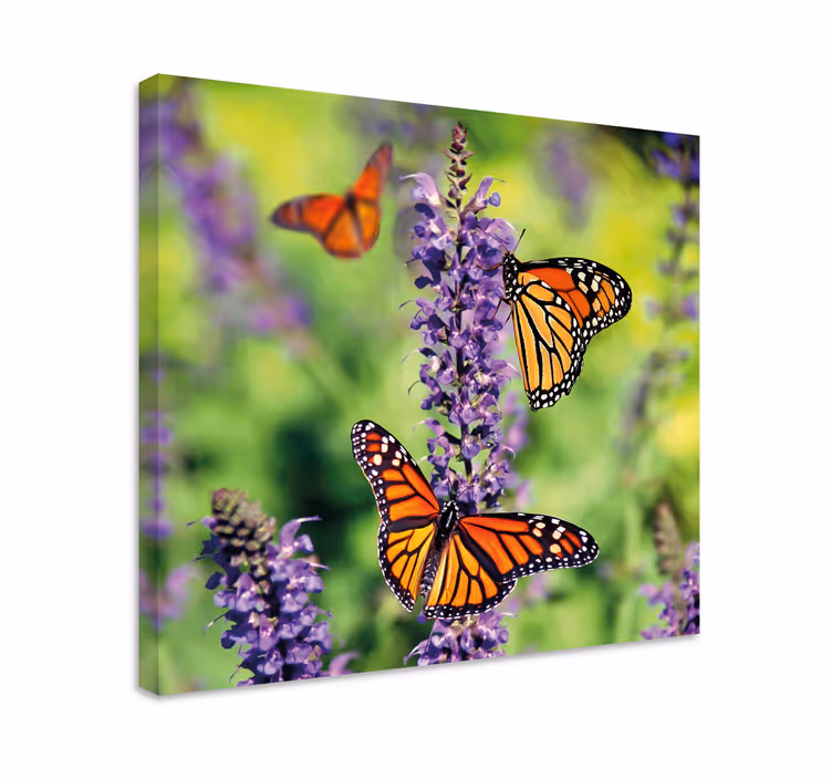 Monarkkiperhosten kokoontuminen canvas-taulu - Tenstickers