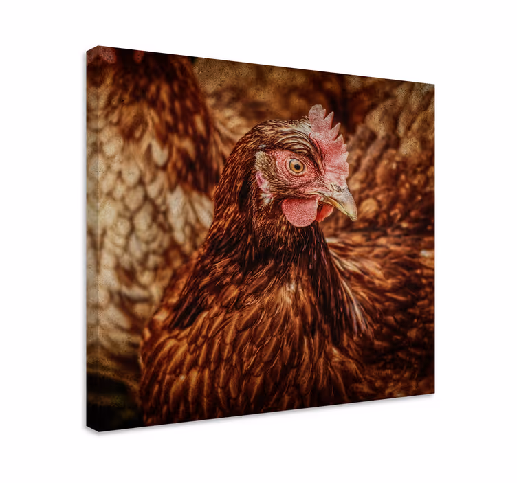 Vakava ruskea kana lintu canvas - Tenstickers