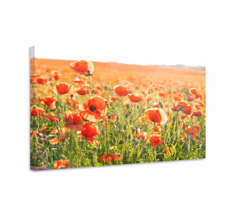Punaiset unikot aurinkoisella pellolla canvas taulu kukka - Tenstickers