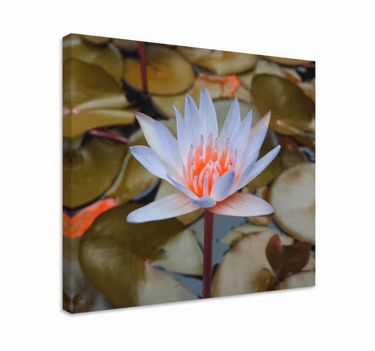 Herkät vesililjat kukka ja kasvi canvas taulu - Tenstickers