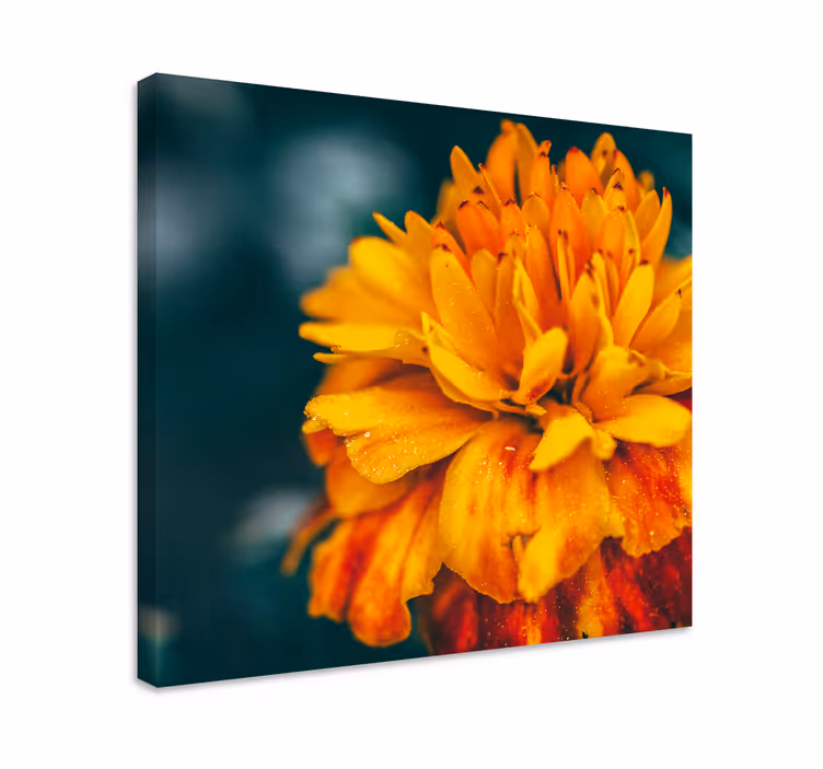 Värikäs oranssi kukka canvas taulu - Tenstickers