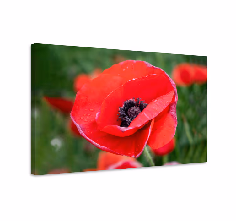 Läheltä katsottu unikko kukka canvas taulu - Tenstickers