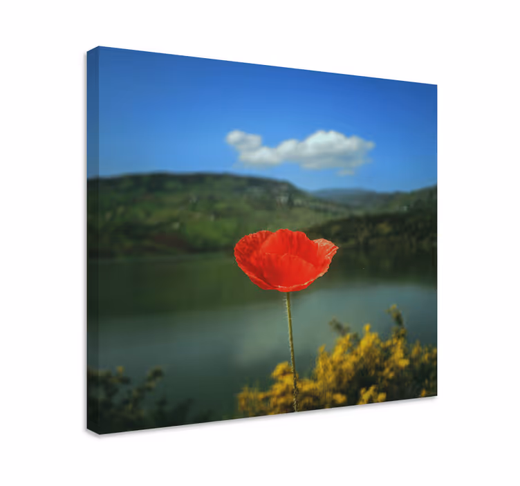 Punainen unikkokukka canvas taulu - Tenstickers