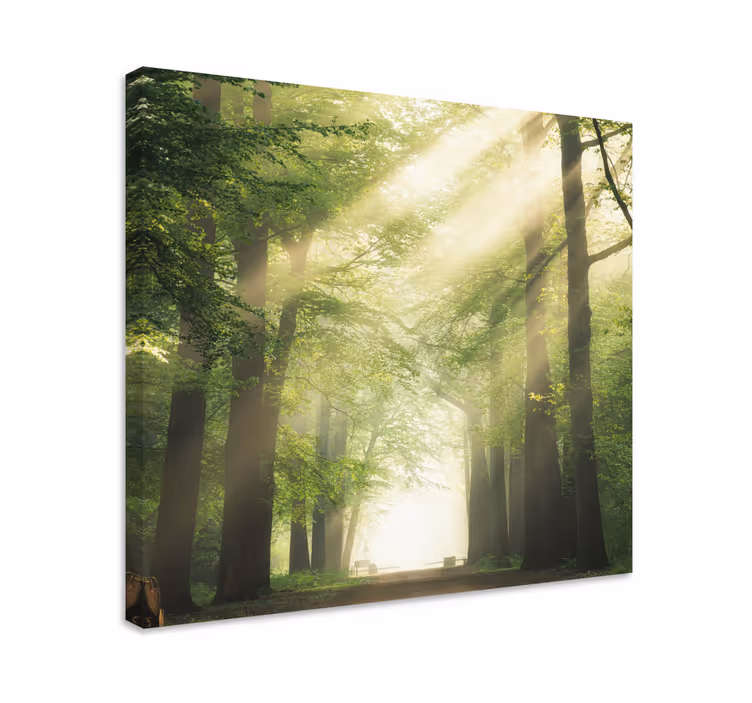 Sumuinen metsäpolku puu canvas taulu - Tenstickers