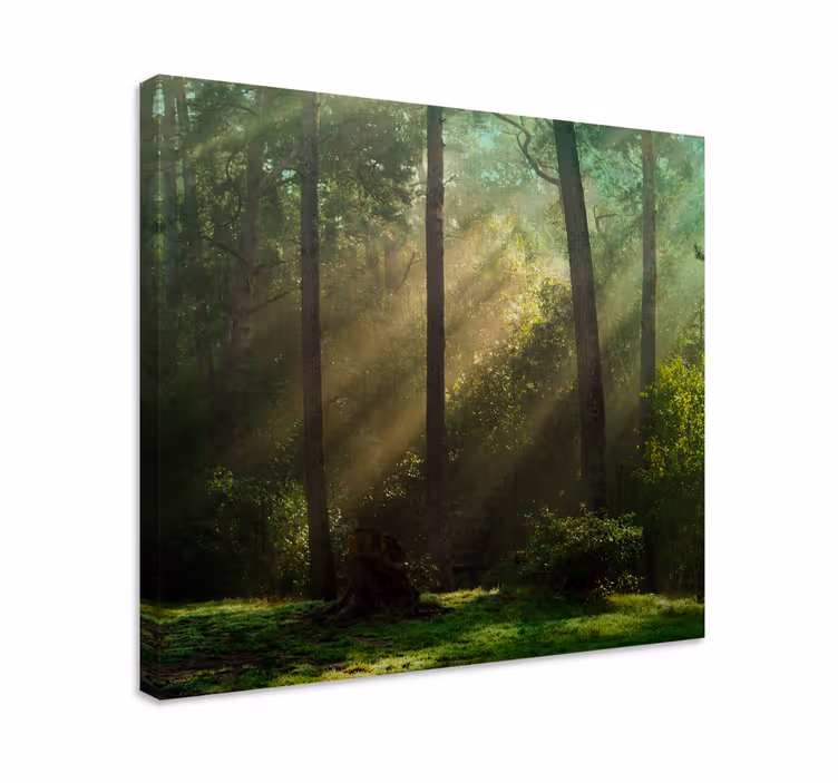 Syvän vihreä metsä auringonvalolla canvas taulu maisema - Tenstickers