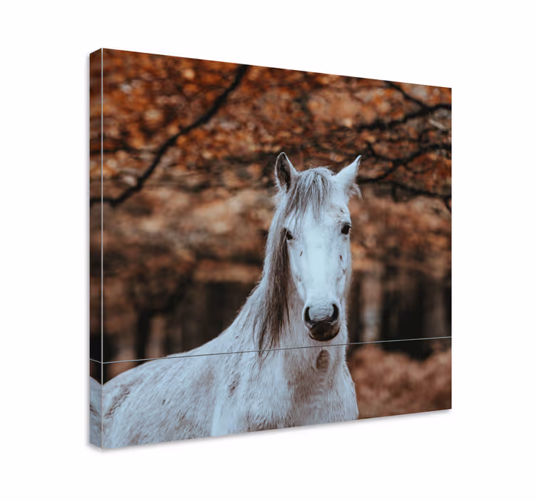 Majesteettinen valkoinen eläin hevos canvas taulu - Tenstickers