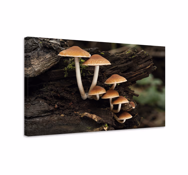 Sieniryhmä kukka ja kasvi canvas taulu - Tenstickers