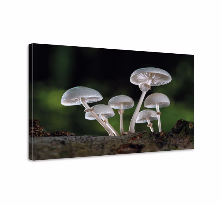 Sienimetsän maisema kukka ja kasvi canvas taulu - Tenstickers