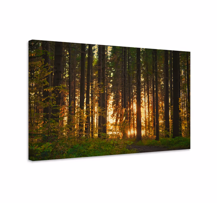 Valaistu metsämaisema canvas taulu - Tenstickers