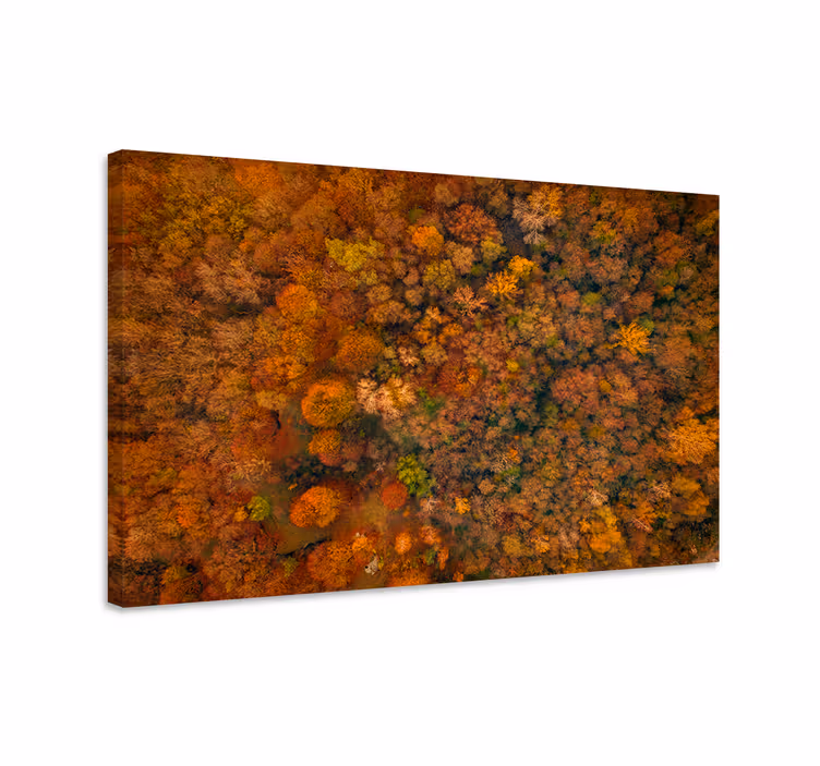 Syksyinen metsäkatto puu canvas taulu - Tenstickers