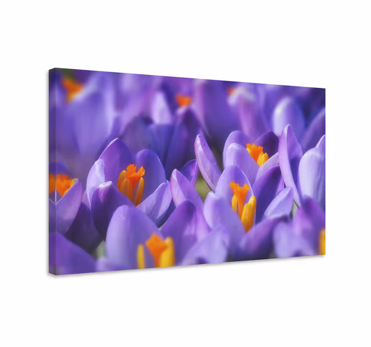 Värikkäät krookukset canvas-tauluna - Tenstickers