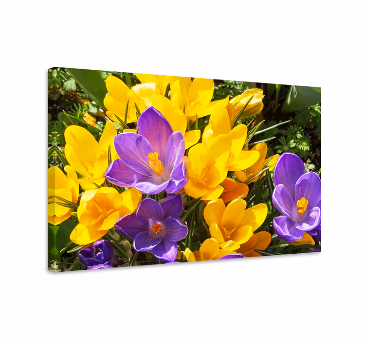 Villi violetti ja keltainen krookus canvas taulu kukka - Tenstickers