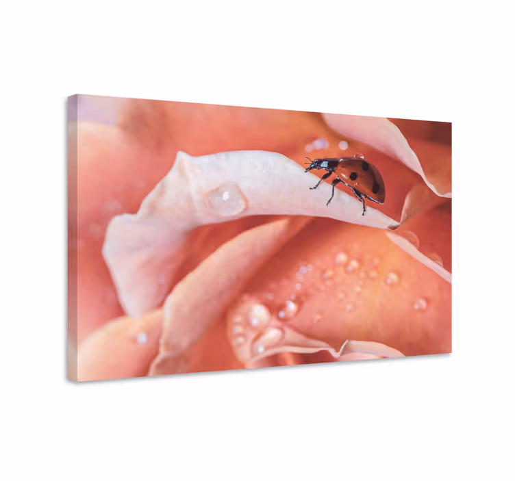 Leppäkerttu ruusussa kukka ja kasvi canvas taulu - Tenstickers