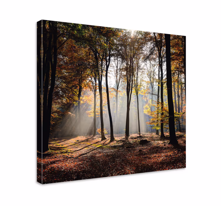 Metsänvalon säteet maisema canvas taulu - Tenstickers