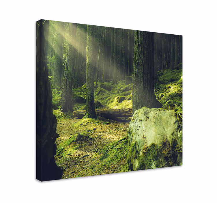 "luonto" kiviä sammalilla metsässä puu canvas - Tenstickers