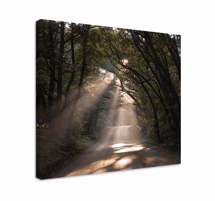 Aurinkoinen metsäpolku maisema canvas taulu - Tenstickers