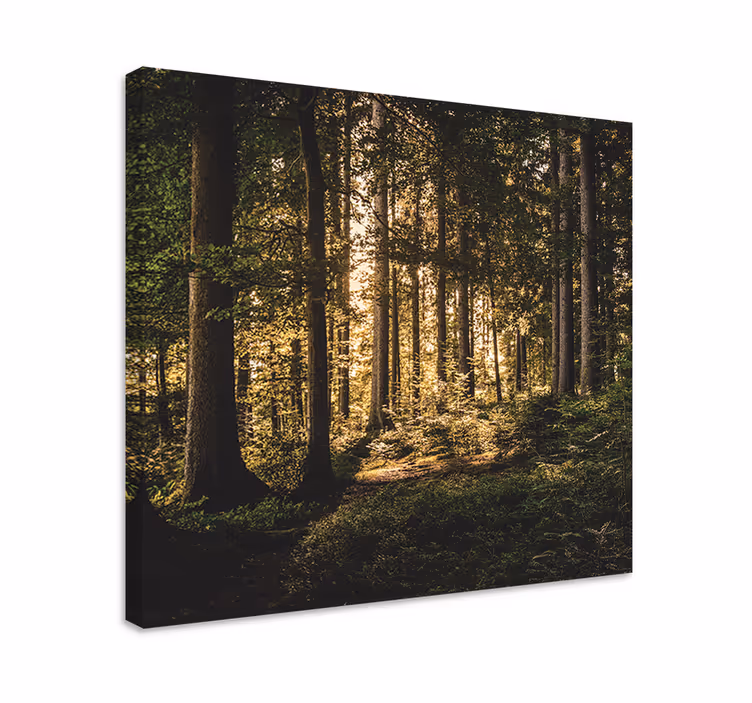 "luonto" keskipäivän metsä puu canvas - Tenstickers