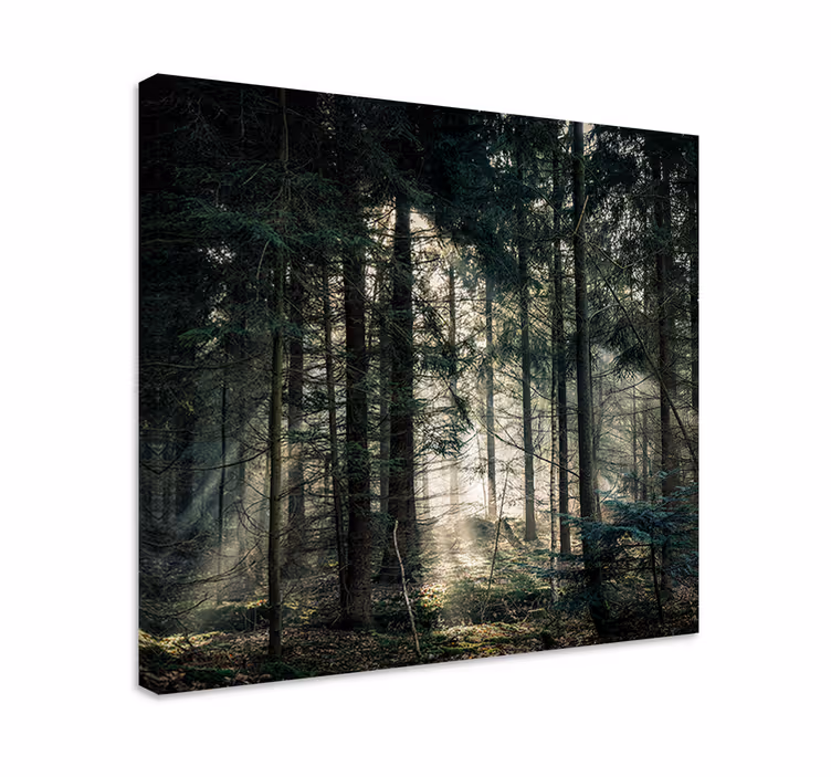 Auringonsäteet suodattuvat lehvästöstä canvas taulu - Tenstickers