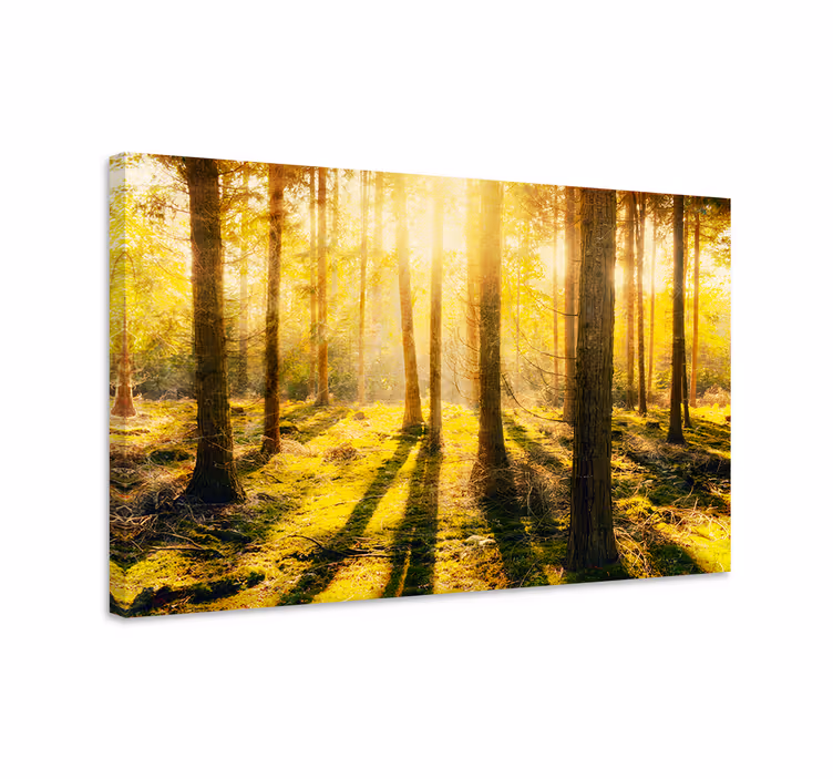Aurinkoinen metsänäkymä maisema canvas taulu - Tenstickers