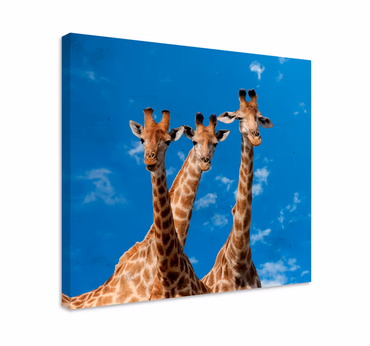 Kirahvit trio muotokuva eläin canvas taulu - Tenstickers