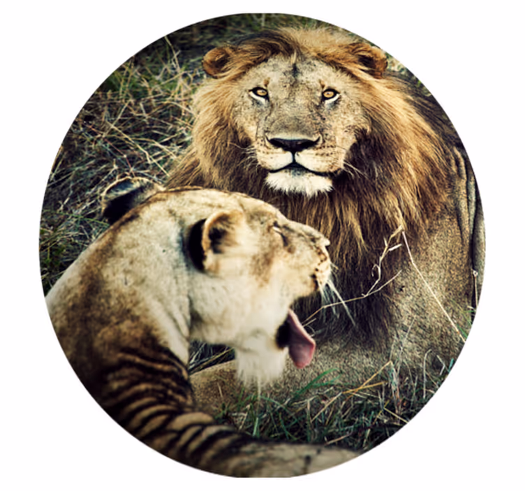Leijona ja leijona eläin vinyylimatto - Tenstickers