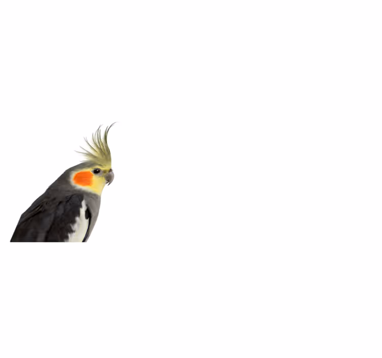 Kakadu papukaija eläin vinyylimatto - Tenstickers