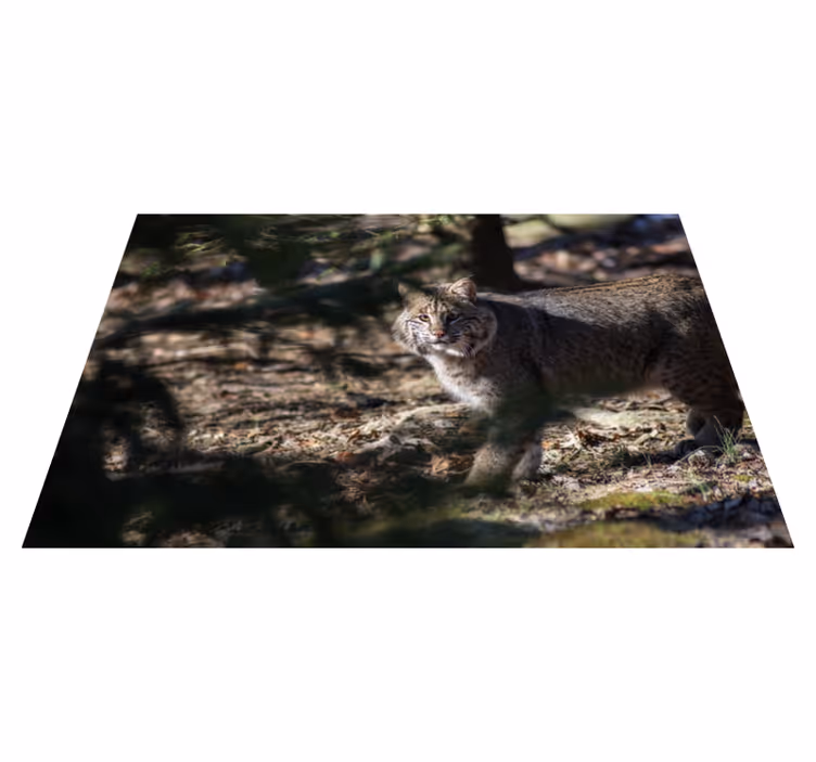 Villikissa eläin vinyylimatto - Tenstickers