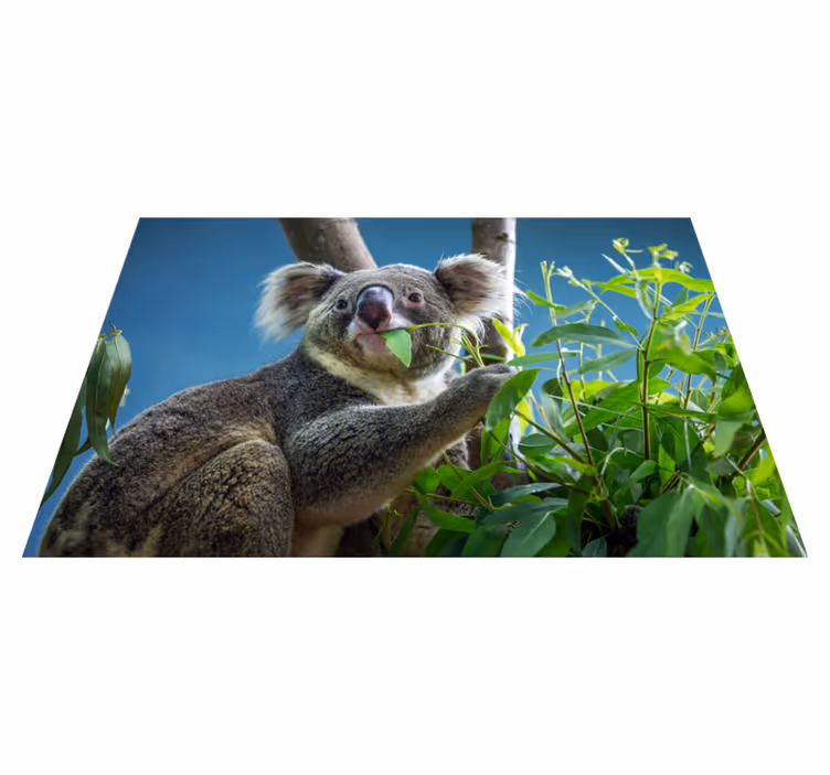 Koala luonnossa eläin vinyylimatto - Tenstickers