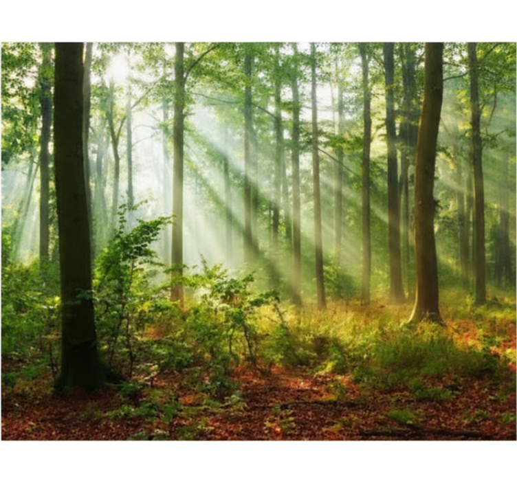 Luonnonvalo metsässä puukuviollinen rullaverho - Tenstickers
