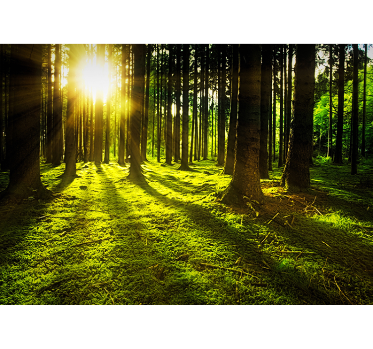 Vihreä rullaverho auringonvalossa - Tenstickers