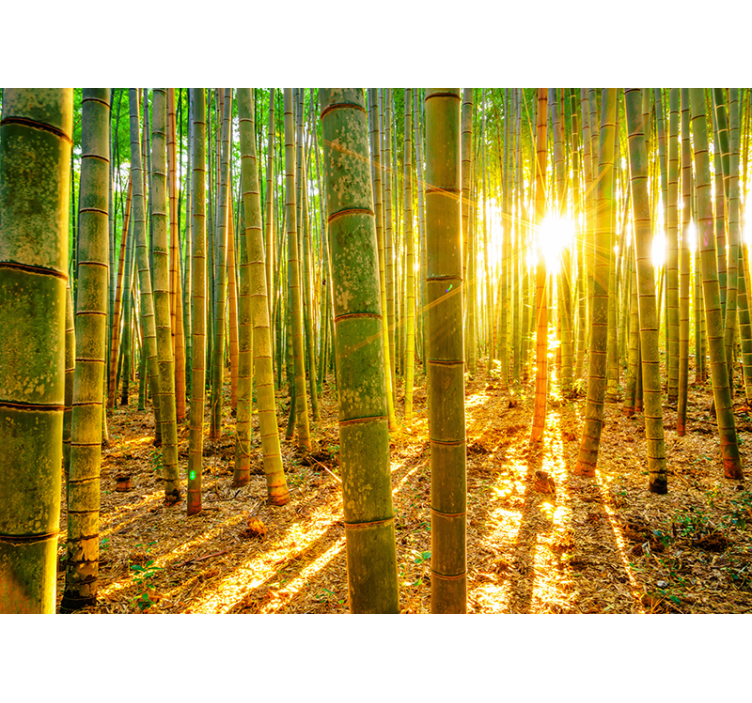 Aurinko ja bambu vihreä rullaverho - Tenstickers