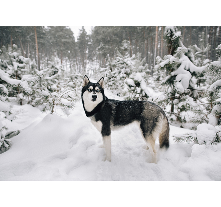 Valkoinen rullaverho talvimetsä ja huskykoira - Tenstickers