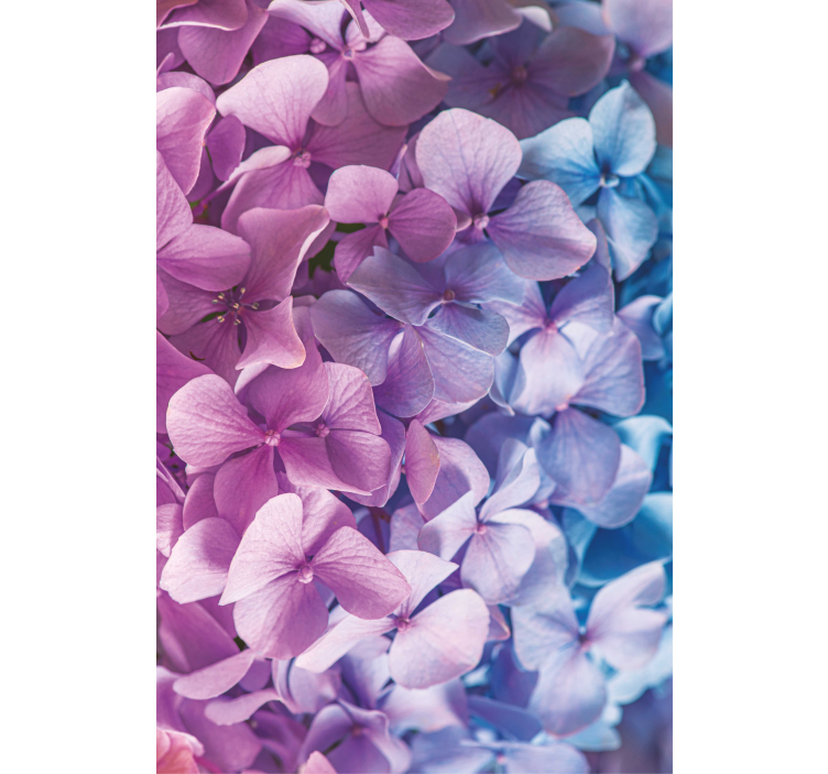 Monet erilaiset hydrangean kukat ovat rullaverhot - Tenstickers
