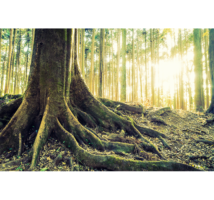 Majesteettiset metsän juuret puukuviollinen rullaverho - Tenstickers