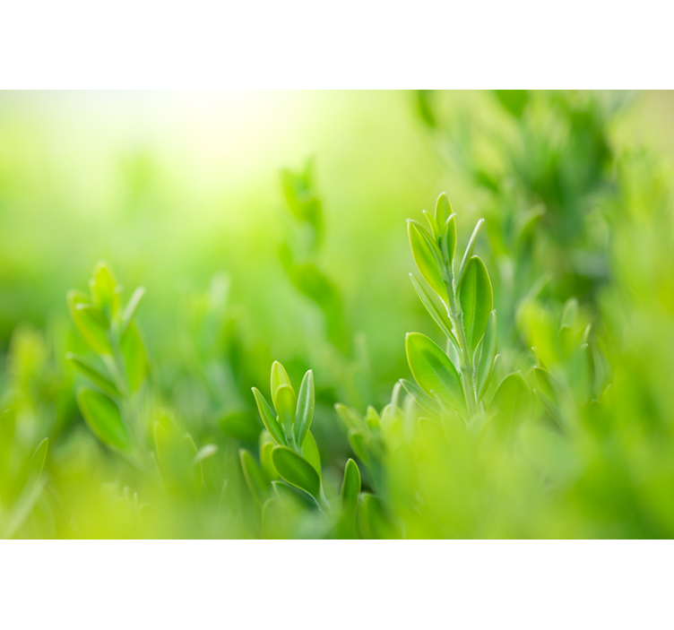 Vehreä kuva kukat ja kasvit rullaverho - Tenstickers