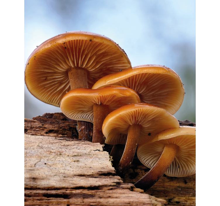 Sienten kasvu kukat ja kasvit rullaverho - Tenstickers