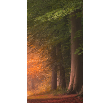 Syvä upea metsä alkuperäinen rullaverhot - Tenstickers