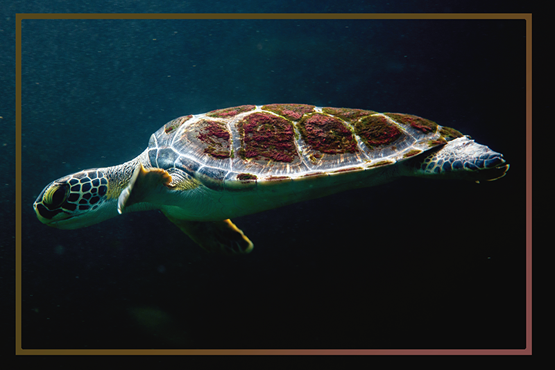 Alkuperäinen pöytätablettivesikilpikonnan elinympäristö - Tenstickers