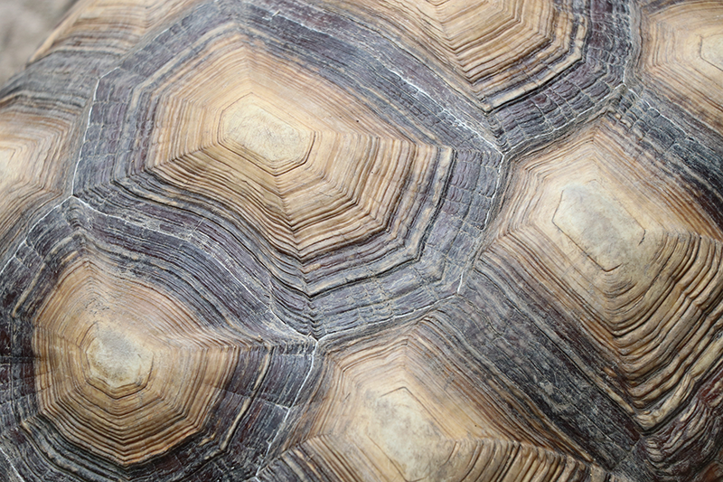 Kilpikonna kuori kilpikonna placemats - Tenstickers